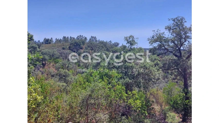 Terreno Agricola ou Rústico para Venda em Luzianes-Gare Foto 13