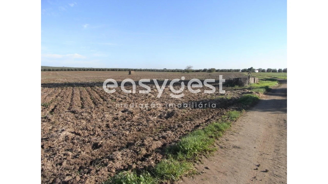 Terreno Misto para Venda em Ferreira do Alentejo e Canhestros Foto 4