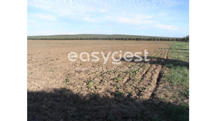 Terreno Misto para Venda em Ferreira do Alentejo e Canhestros Foto 1