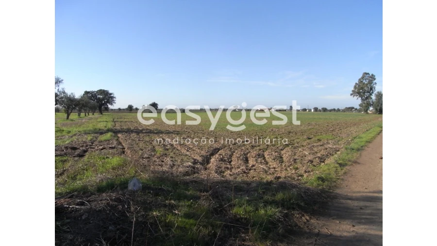 Terreno Misto para Venda em Ferreira do Alentejo e Canhestros Foto 2