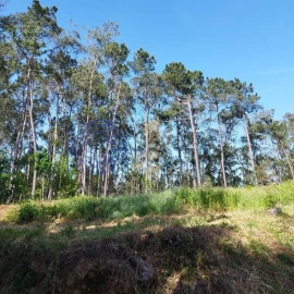 Terreno para Venda em São Miguel do Souto e Mosteirô
