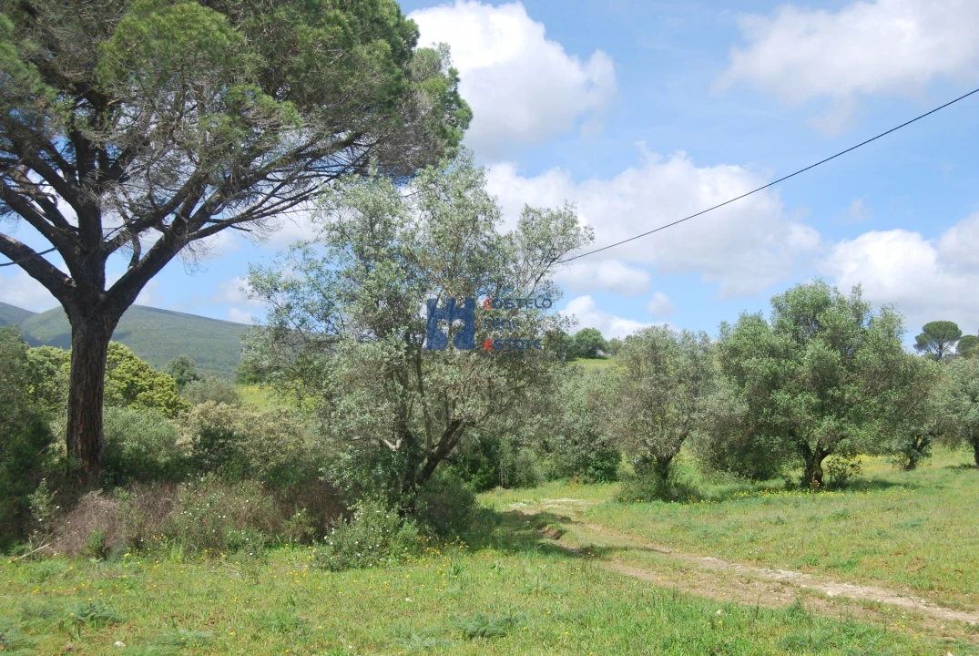 Terreno para Venda em Pedrogão Foto 12