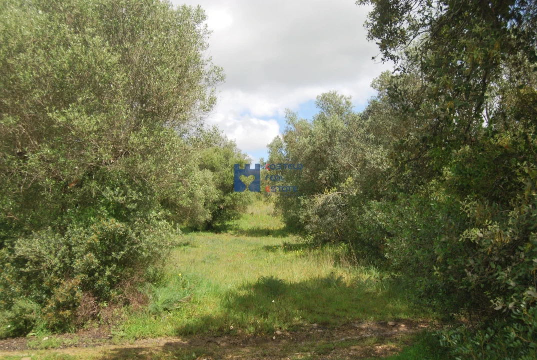 Terreno para Venda em Pedrogão Foto 11
