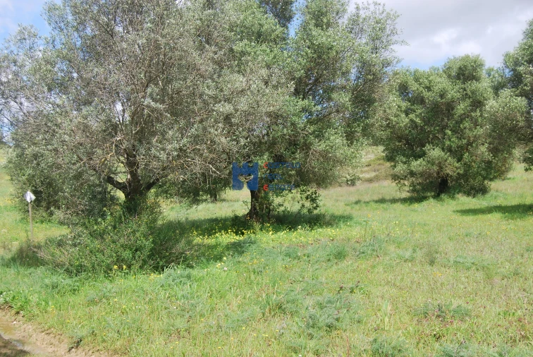 Terreno para Venda em Pedrogão Foto 3