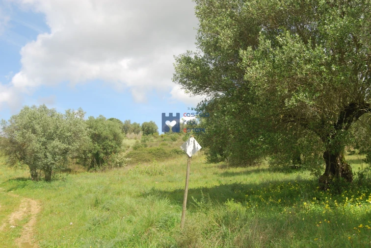 Terreno para Venda em Pedrogão Foto 1