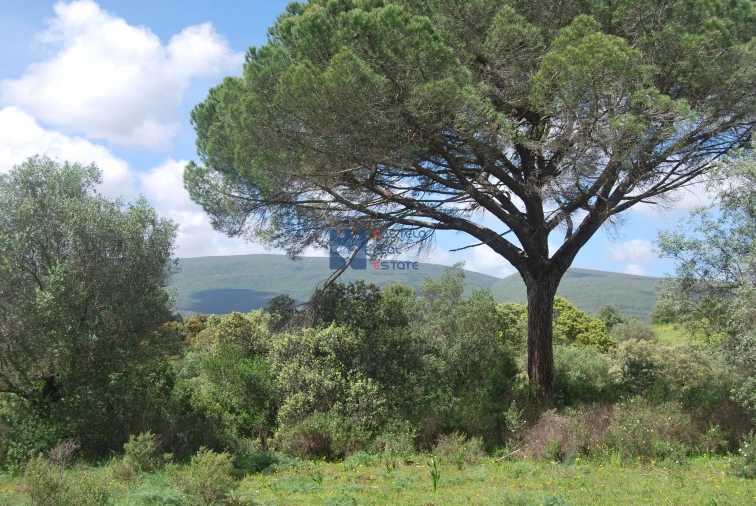 Terreno para Venda em Pedrogão Foto 7