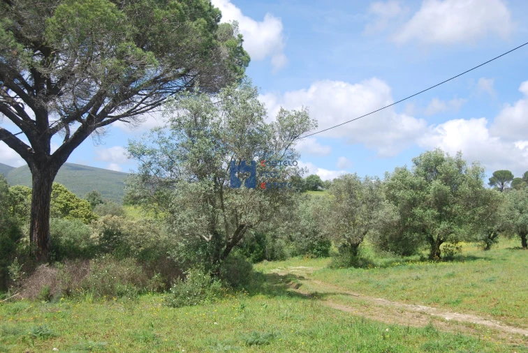 Terreno para Venda em Pedrogão Foto 8