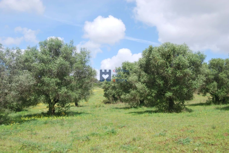 Terreno para Venda em Pedrogão Foto 5