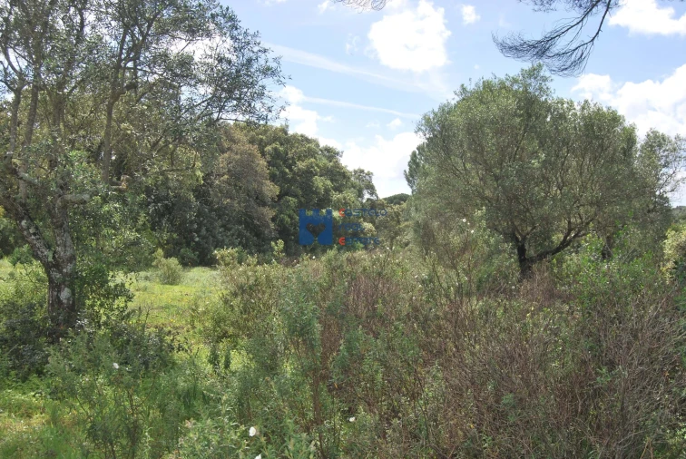 Terreno para Venda em Pedrogão Foto 2