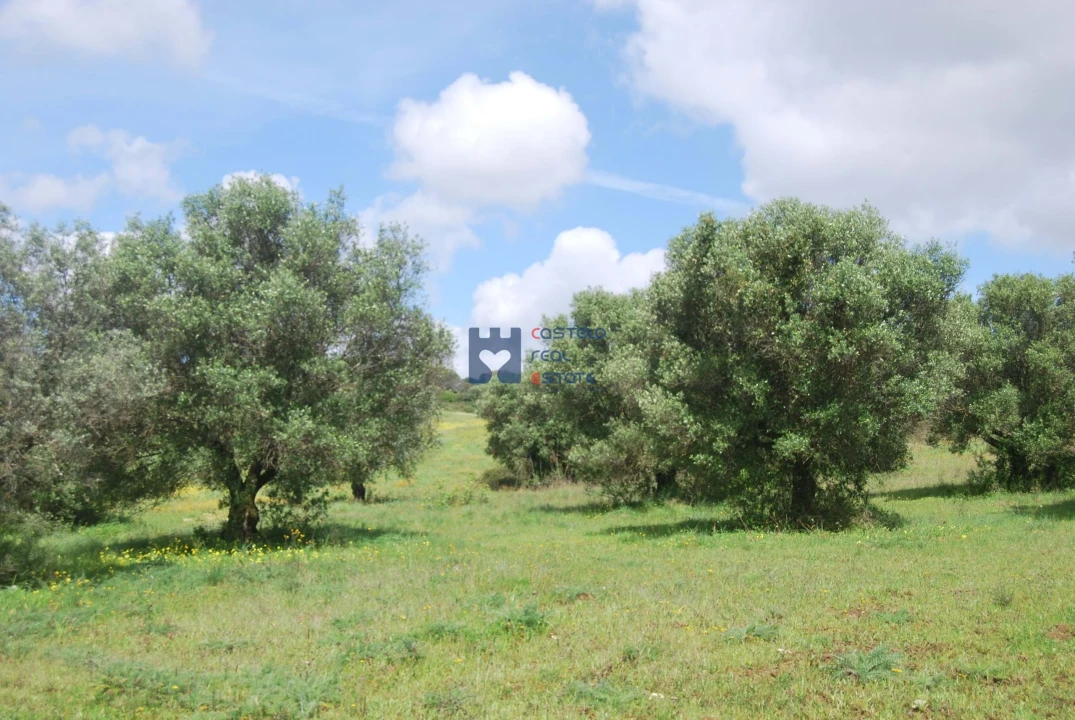Terreno para Venda em Pedrogão Foto 5