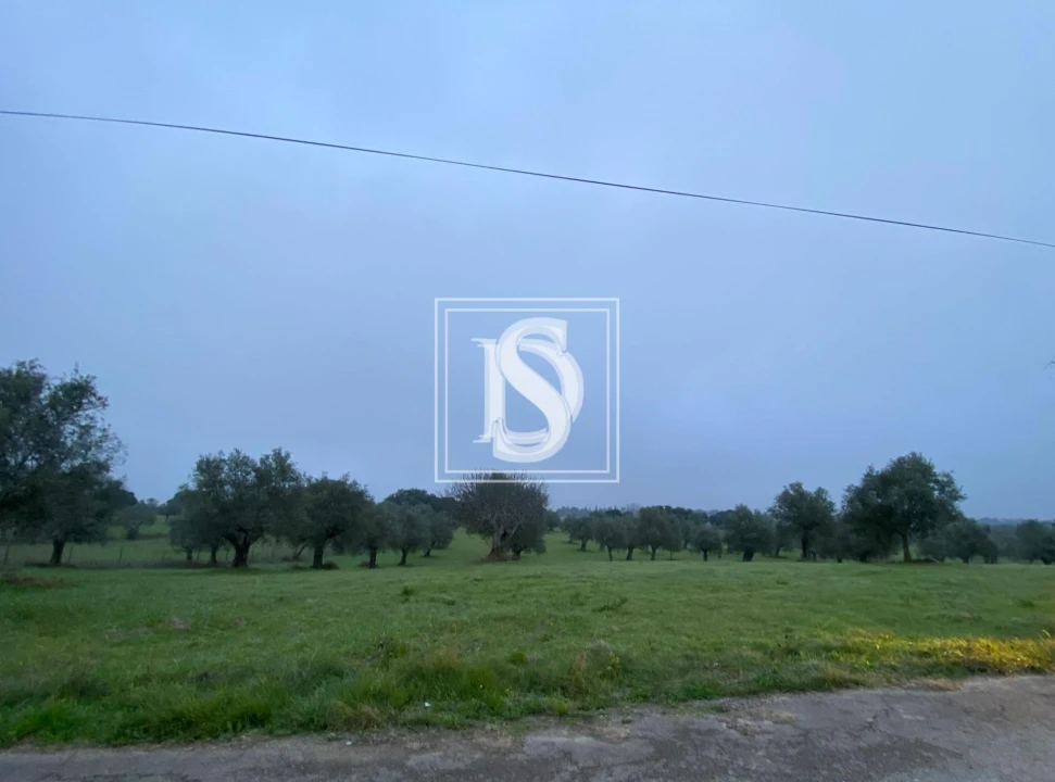 Terreno para Venda em Casével e Vaqueiros Foto 2