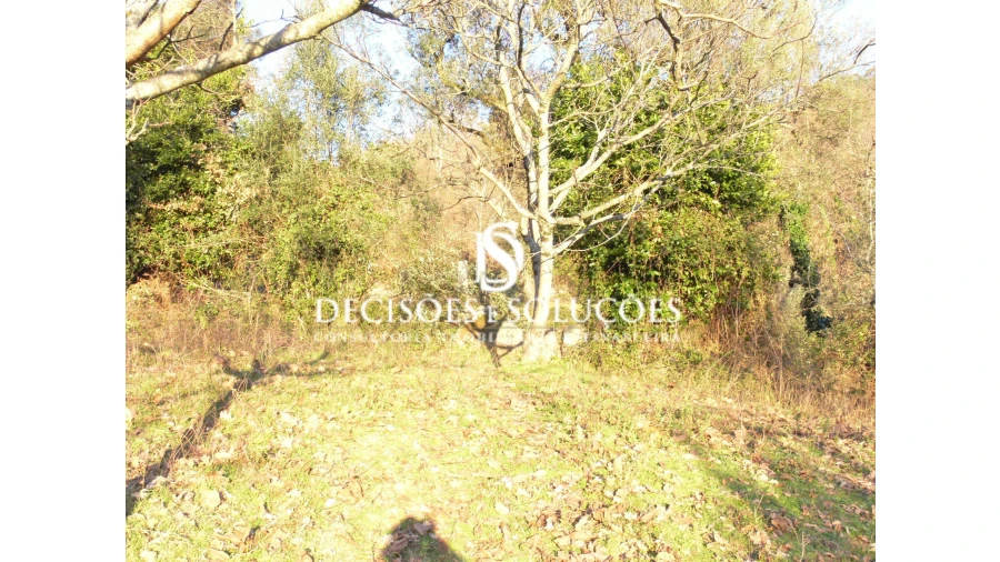 Terreno para Venda em Ventosa e Cova Foto 3