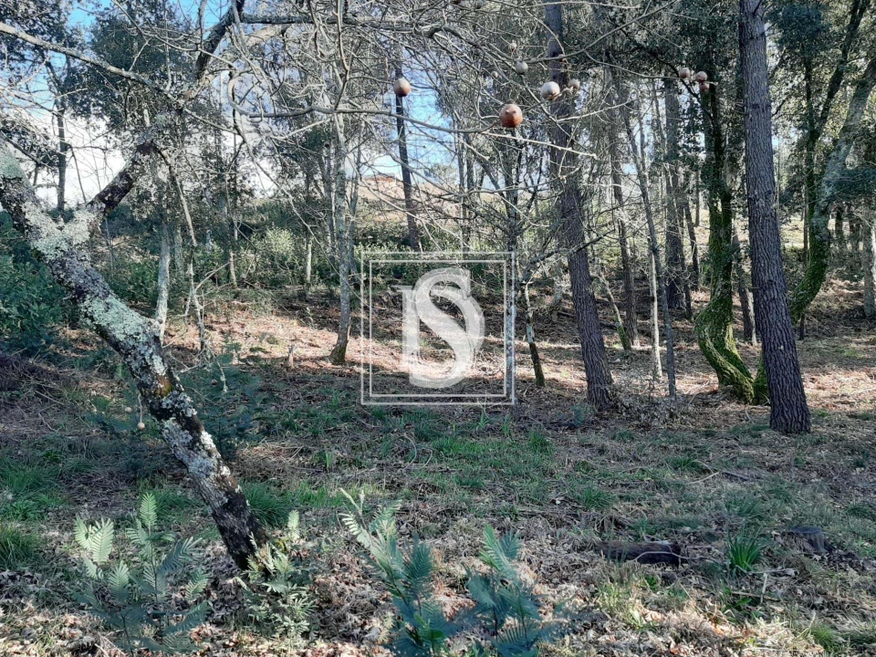 Terreno para Venda em Santa Clara de Louredo Foto 9