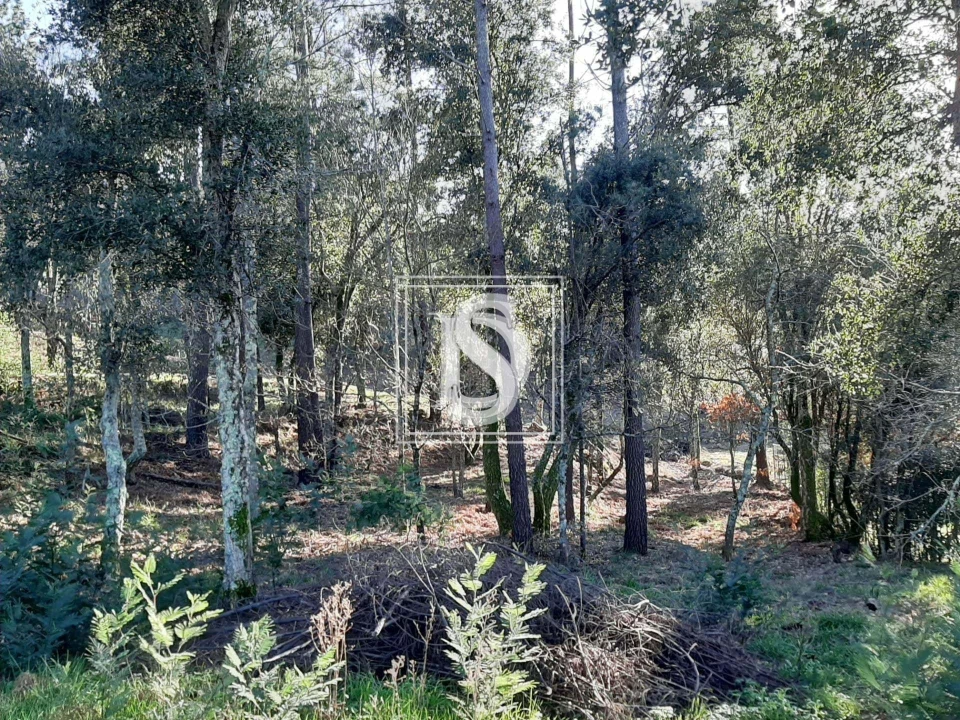 Terreno para Venda em Santa Clara de Louredo Foto 5