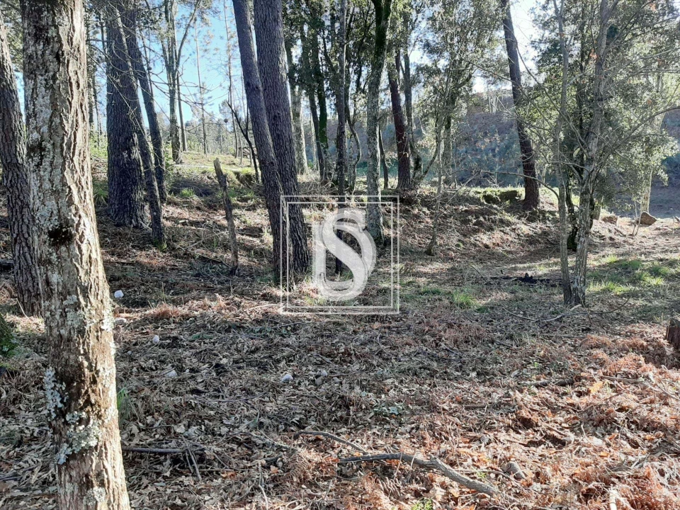 Terreno para Venda em Santa Clara de Louredo Foto 14