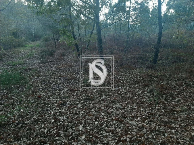 Terreno para Venda em Vieira do Minho Foto 8