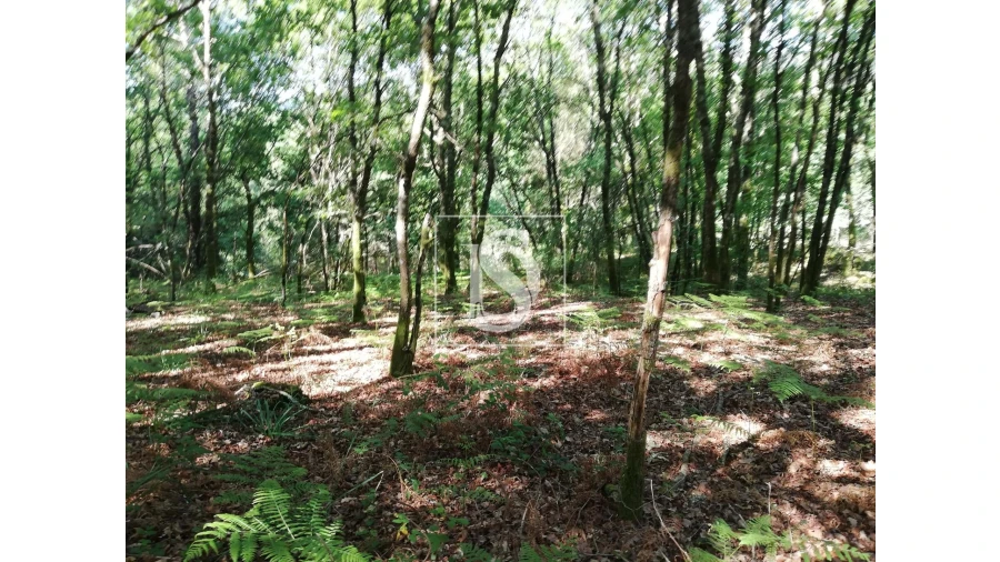 Quinta para Venda em Mosteiro Foto 22