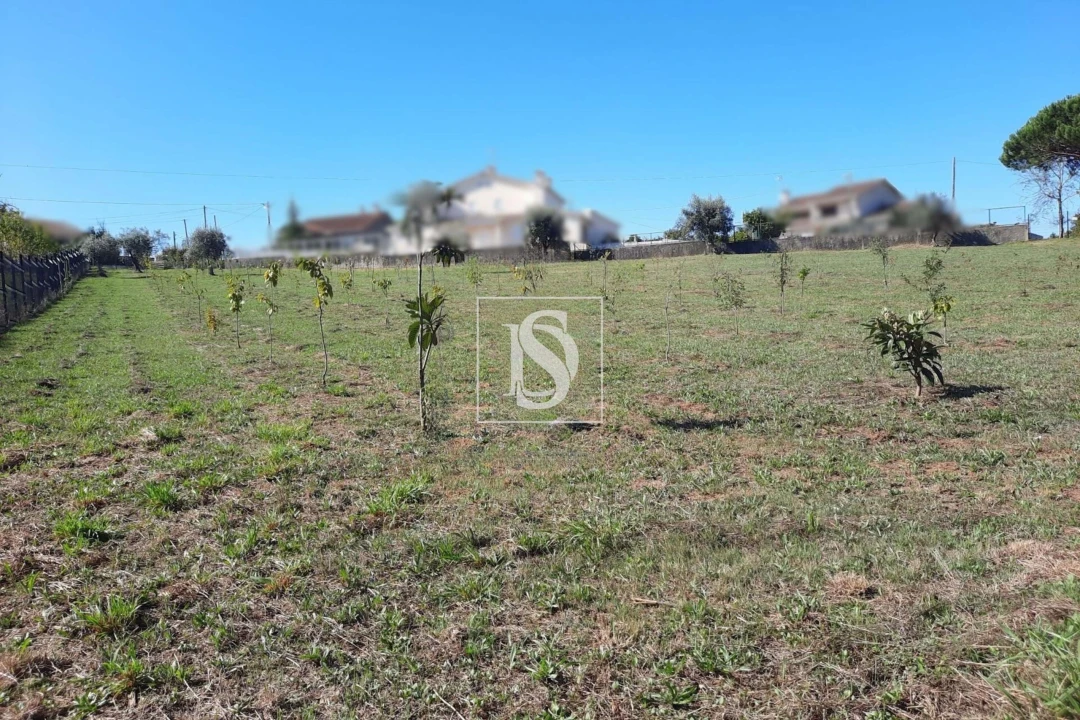 Terreno para Venda em Mortágua, Vale de Remígio, Cortegaça e Almaça Foto 3