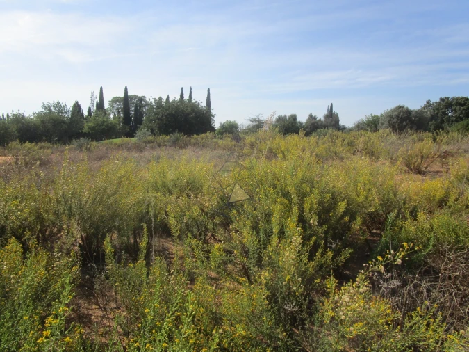 Terreno para Venda em Silves Foto 2