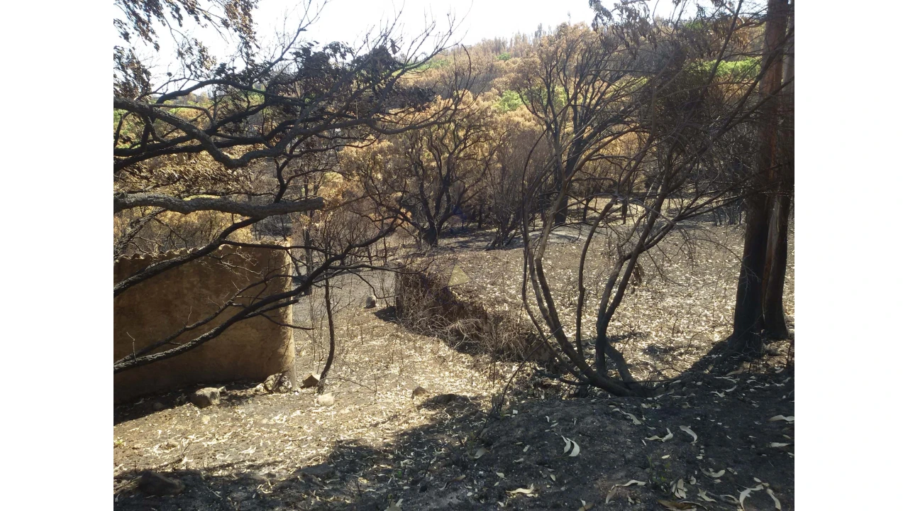 Terreno para Venda em Alferce Foto 15