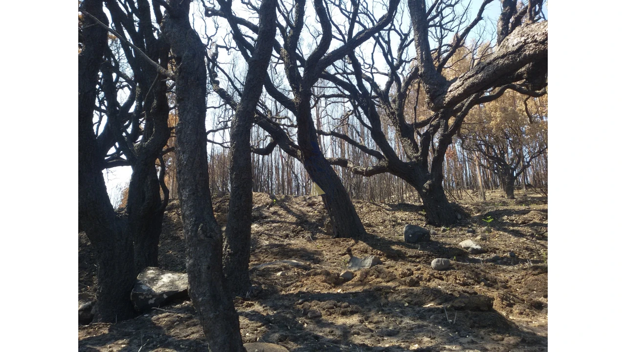 Terreno para Venda em Alferce Foto 10
