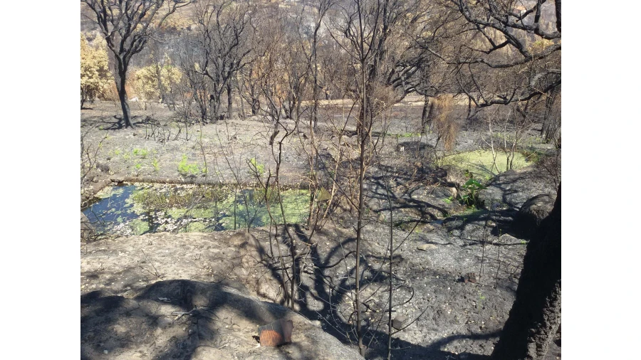 Terreno para Venda em Alferce Foto 6