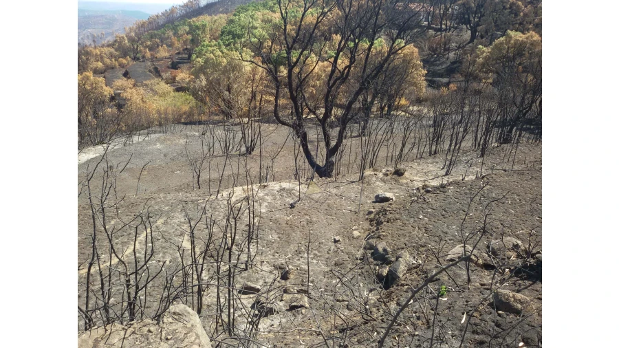 Terreno para Venda em Alferce Foto 12