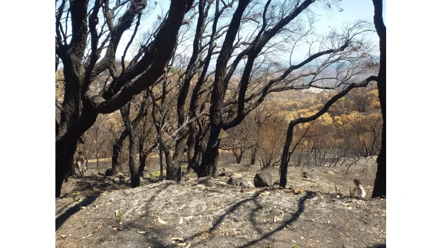 Terreno para Venda em Alferce Foto 18