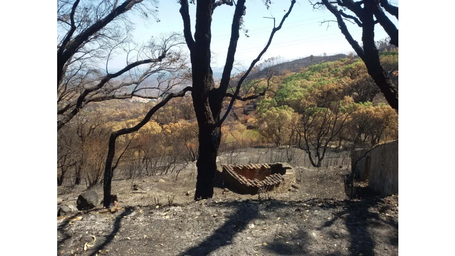 Terreno para Venda em Alferce Foto 19