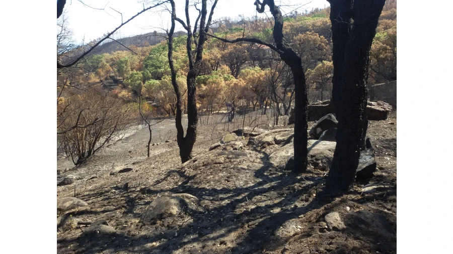Terreno para Venda em Alferce Foto 8