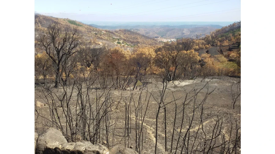 Terreno para Venda em Alferce Foto 13