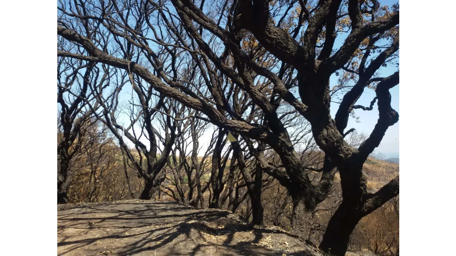 Terreno para Venda em Alferce Foto 16