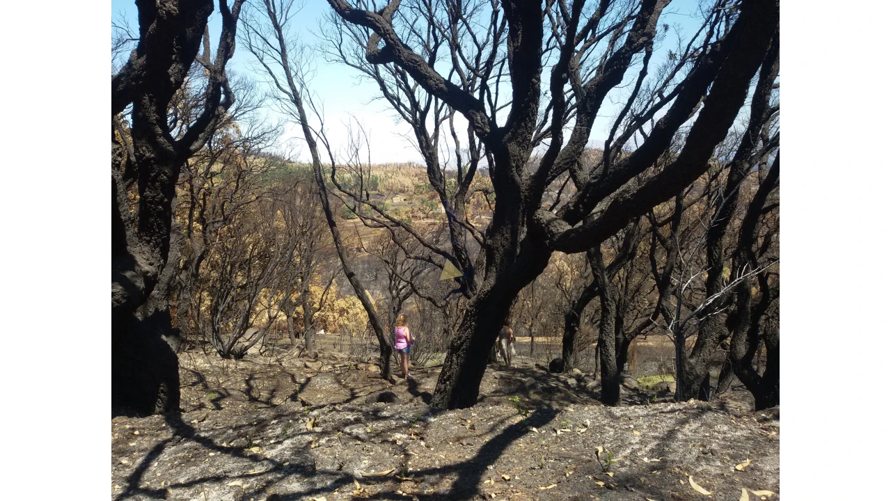 Terreno para Venda em Alferce Foto 17