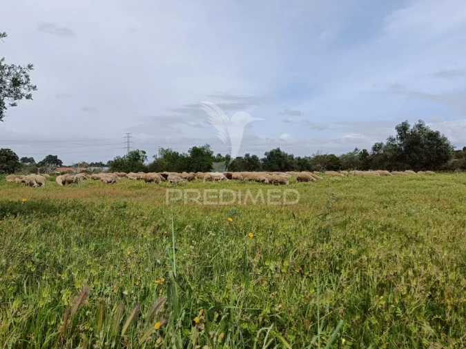 Quinta para Venda em Quinta do Anjo Foto 4