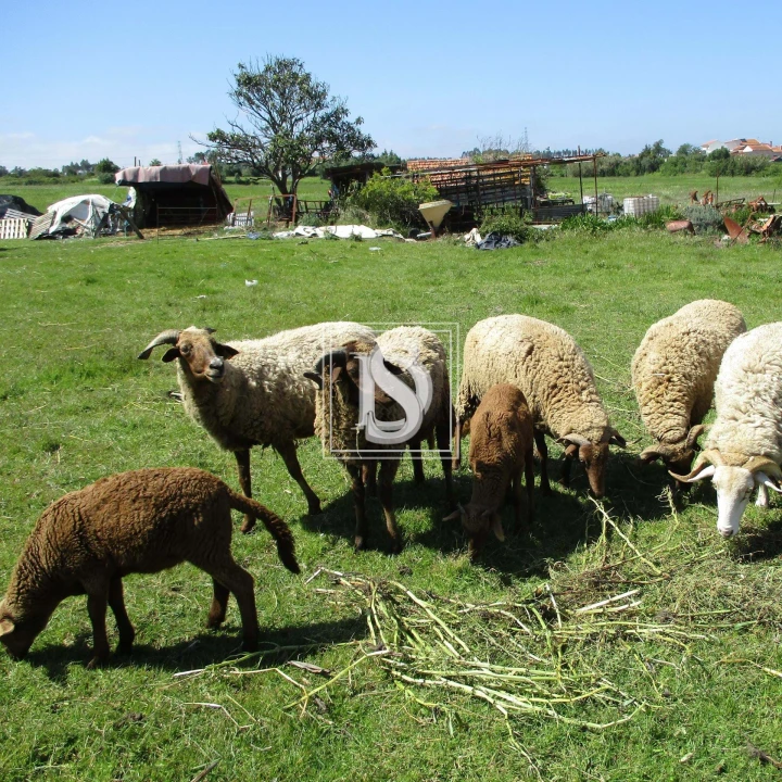 Terreno para Venda em Maiorca Foto 3