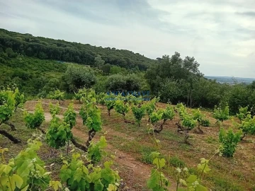 Terreno para Venda em Palmela