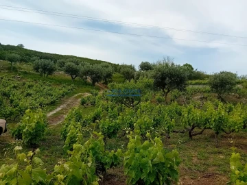 Terreno para Venda em Palmela