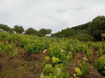 Terreno para Venda em Palmela