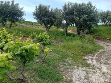 Terreno para Venda em Palmela