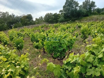 Terreno para Venda em Palmela