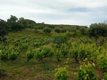 Terreno para Venda em Palmela