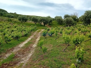 Terreno para Venda em Palmela