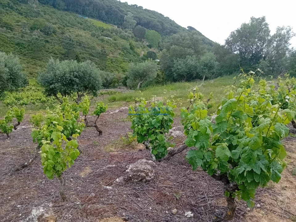 Terreno para Venda em Palmela Foto 1