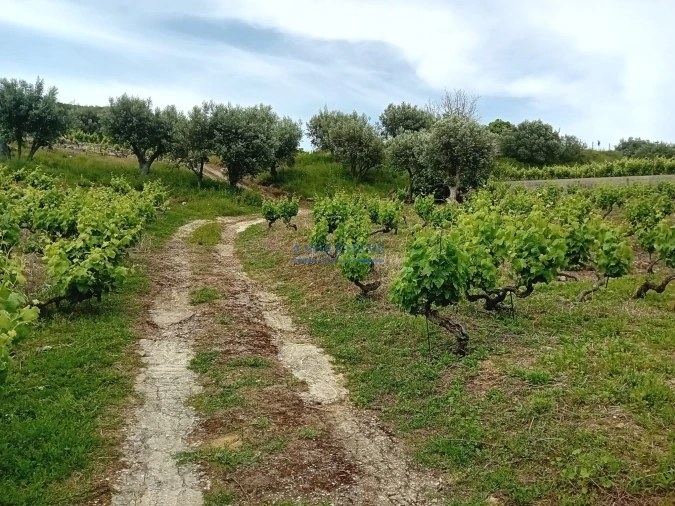 Terreno para Venda em Palmela Foto 9