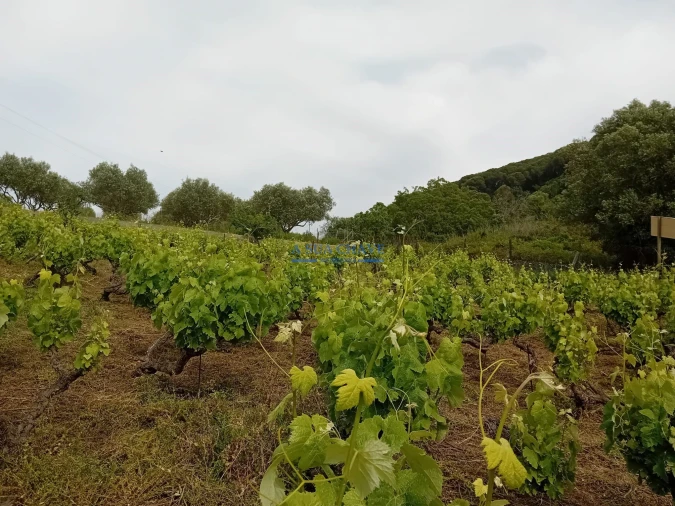 Terreno para Venda em Palmela Foto 15