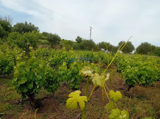 Terreno para Venda em Palmela Foto 11