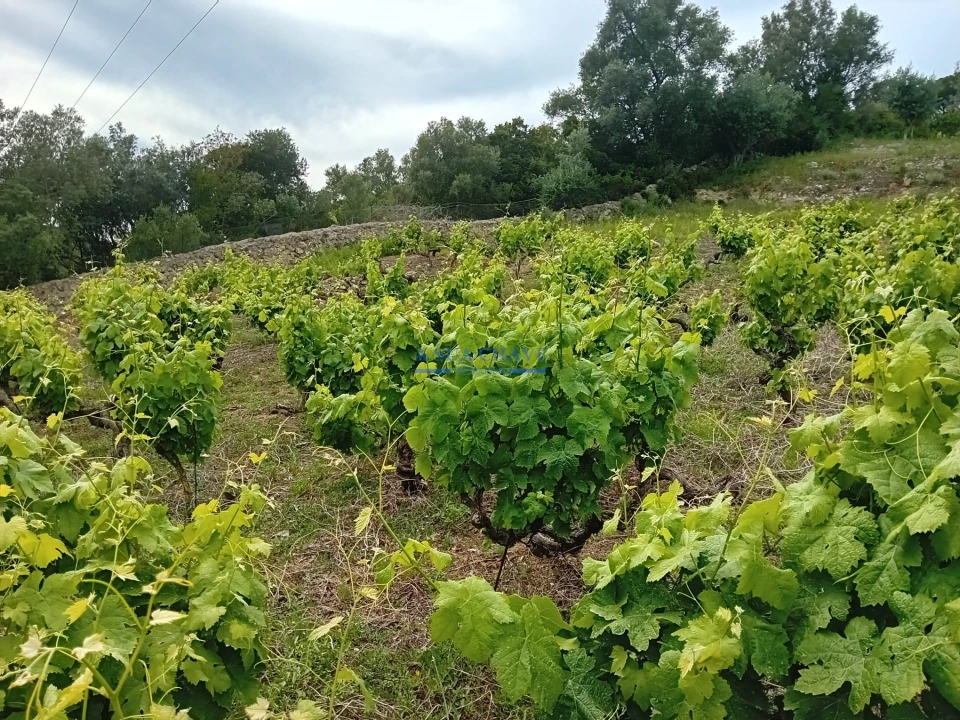 Terreno para Venda em Palmela Foto 6