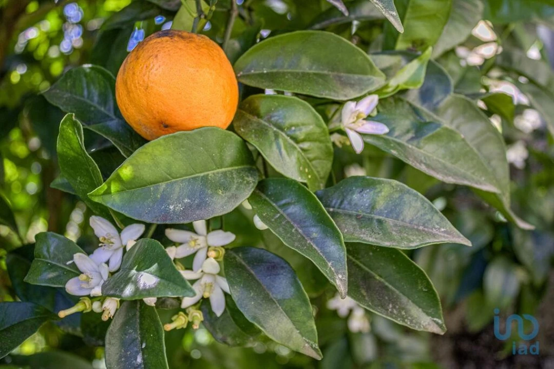 Moradia T2 para Venda em Santa Comba Dão e Couto do Mosteiro Foto 12