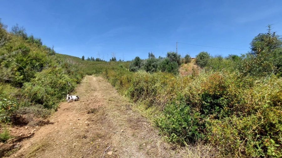 Quinta T2 para Venda em Alferce Foto 28