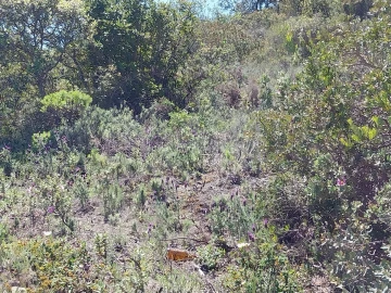 Terreno para Venda em Santa Barbara de Nexe